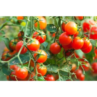 [Gói 0.5g] Hạt giống Cà Chua cherry đỏ