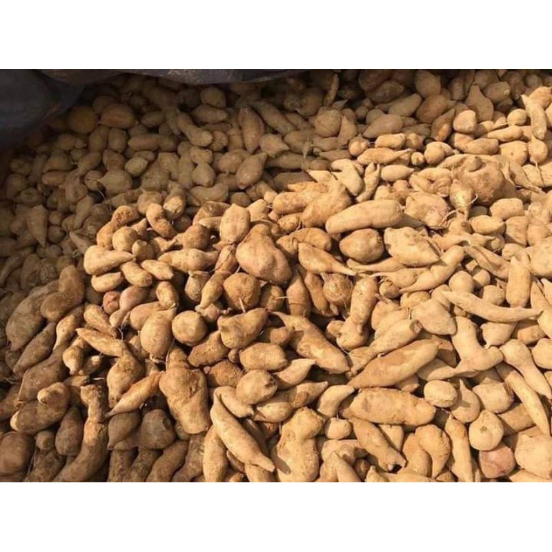 Khoai sâm đất y tý 1kg củ vừa