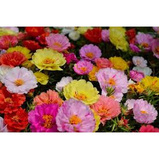 Hạt giống hoa mười giờ mỹ mix