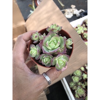 Sen đá Dù viền tím