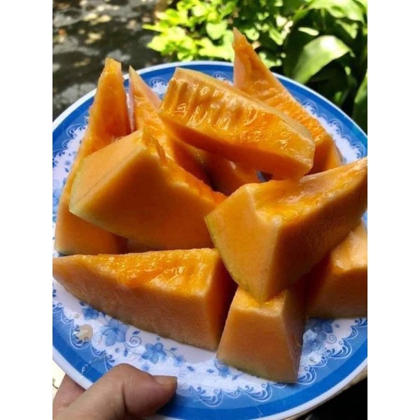 Hạt giống dưa lưới vỏ xanh ruột cam Thái Lan gói 50 hạt