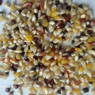 30 hạt giống ngô 7 màu