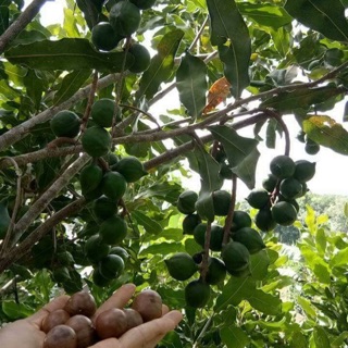 HẠT MACCA GIA LAI loại 1kg