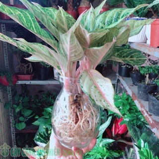 Chậu Cây Cung Điện Vàng Trồng Thuỷ Sinh