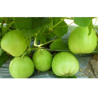 Hạt Giống Dưa Lê Siêu Trái, Siêu Ngọt 0.5gr