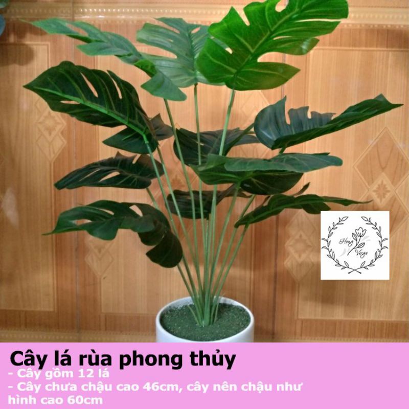 Cây lá rùa phong thủy 12 lá - HÀNG LOẠI ĐẸP