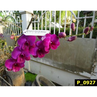 Cây giống lan dendro màu đỏ xác pháo
