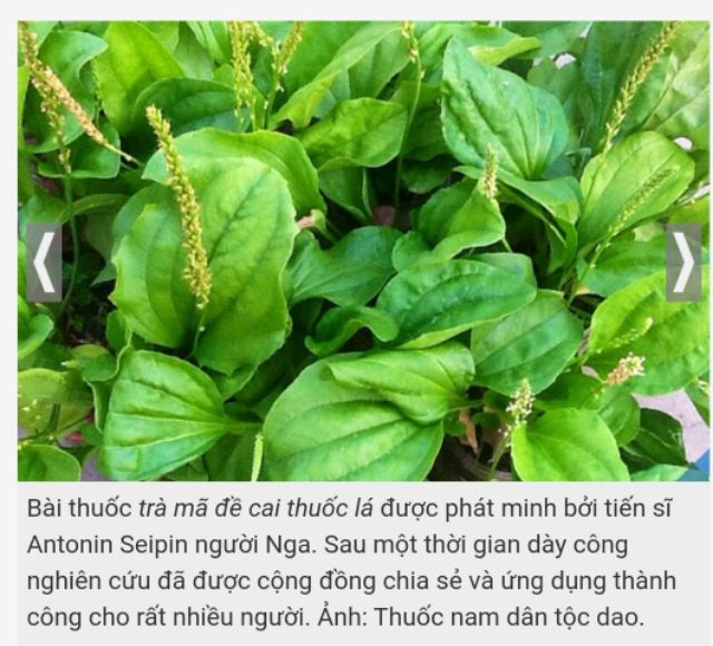 500gr cây mã đề GIÚP CAI NGHIỆN THUỐC LÁ
