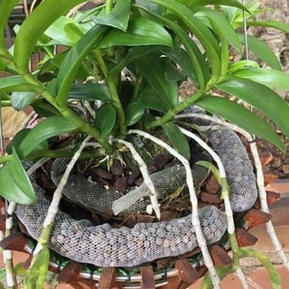 10 túi phân dê dài 15cm