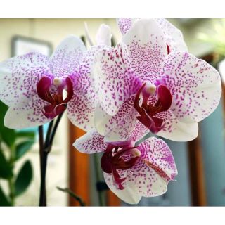 Hoa lan hồ điệp đại giống