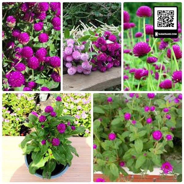 Hạt giống hoa cúc bách nhật