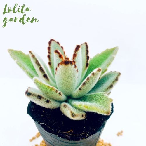 Sen đá nhung lông Đà Lạt size bé cây cảnh trang trí nhà cửa Lolita garden