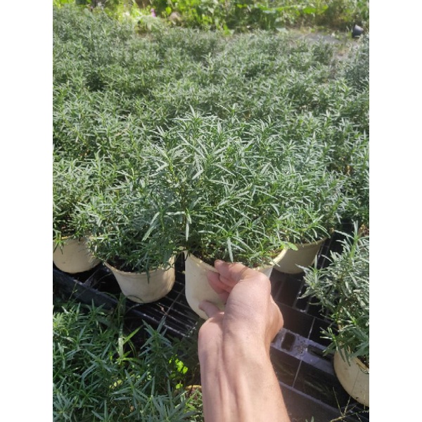 Cây hương thảo