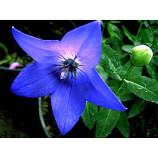 Gói 100 hạt giống hoa cát cánh