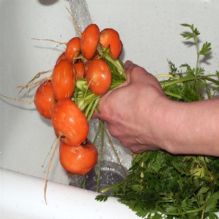 Hạt Giống Cà Rốt Tròn F1