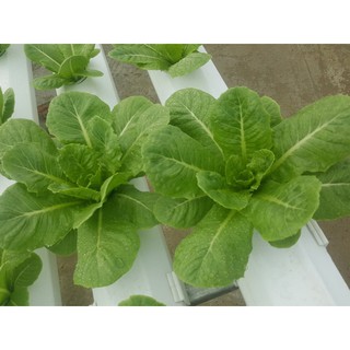 Hạt Giống Xà Lách Romaine 2gr