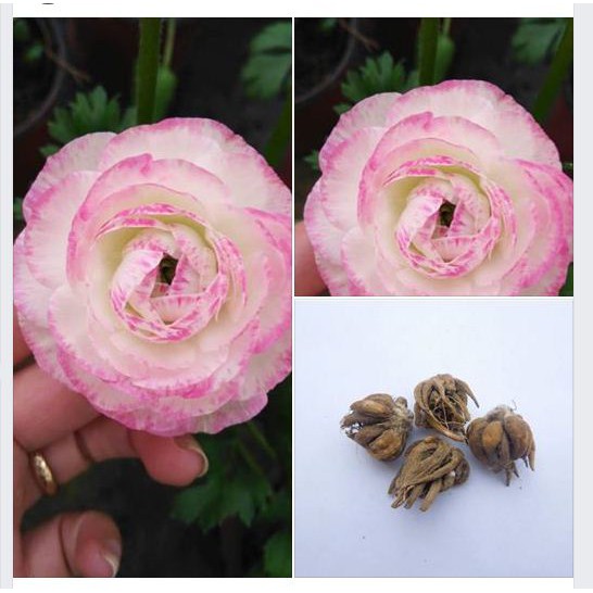 Củ hoa hồng mao lương màu hồng