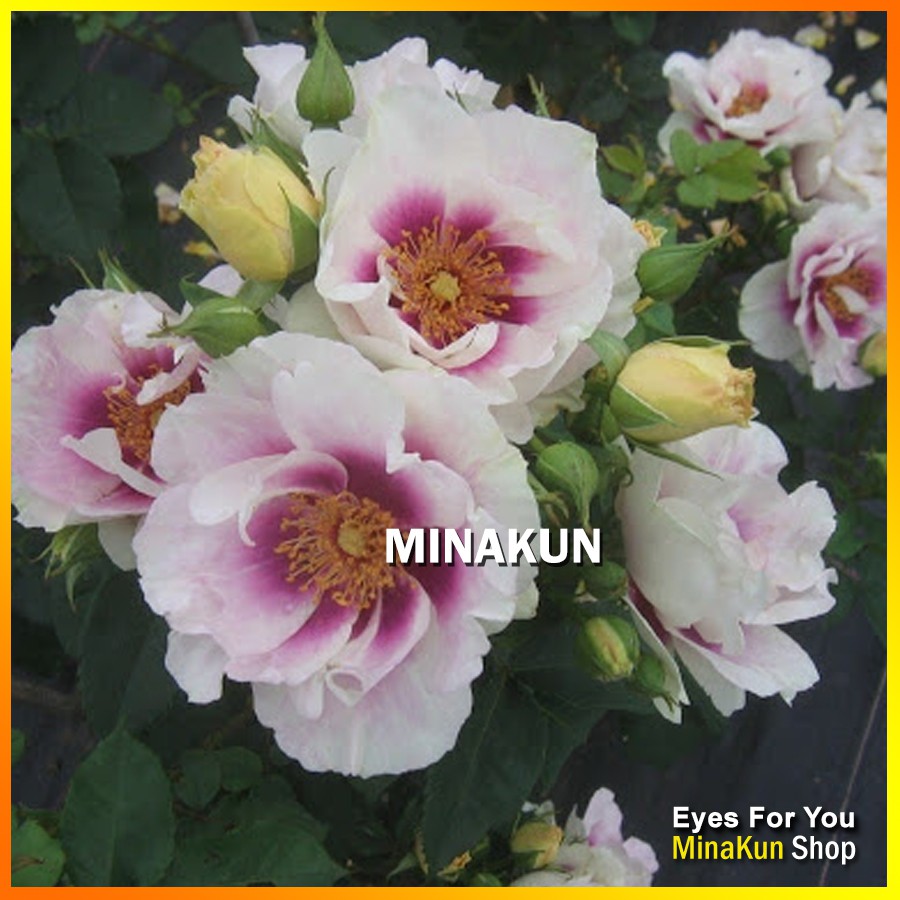 Hoa hồng ngoại Eyes For You tím cực đẹp - MinaKun Shop