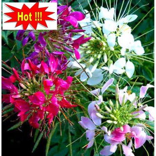 Hạt giống Hồng ri (50 hạt nhiều màu)
