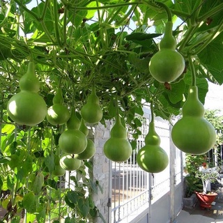 Hạt giống cây bầu hồ lô