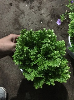 Cây rêu cảnh