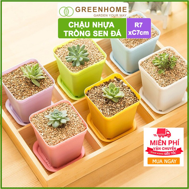 Bộ 10 Chậu nhựa trồng sen đá, 7x7cm, bền, đẹp, màu sắc hiện đại, màu ngẫu nhiên, không dĩa |Greenhome
