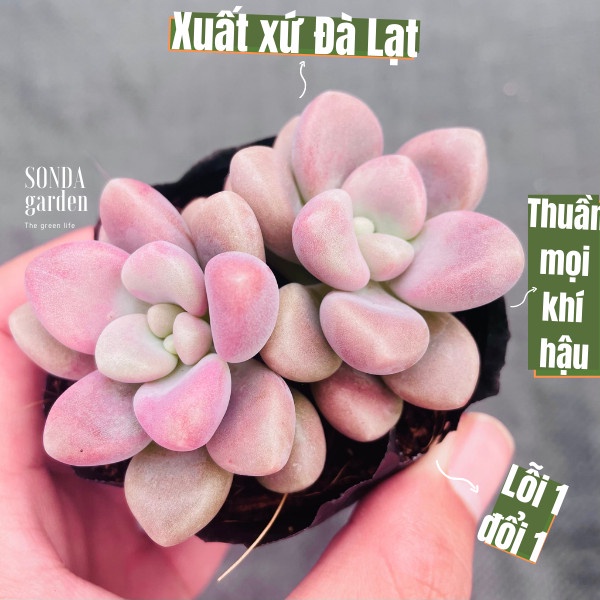 Sen đá sỏi hường SONDA GARDEN size bé 5-6cm, cây cảnh trang trí nhà cửa, lỗi 1 đổi 1
