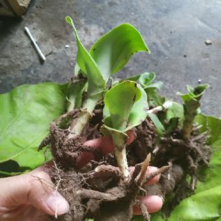 Lan Bạch Phượng môi tua