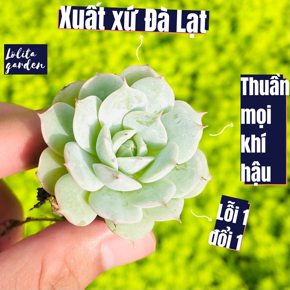 Sen đá búp bê Đà Lạt size mini cây cảnh trang trí nhà cửa Lolita garden