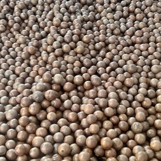 500gr Hạt Macca đặc sản Đắk Lắk