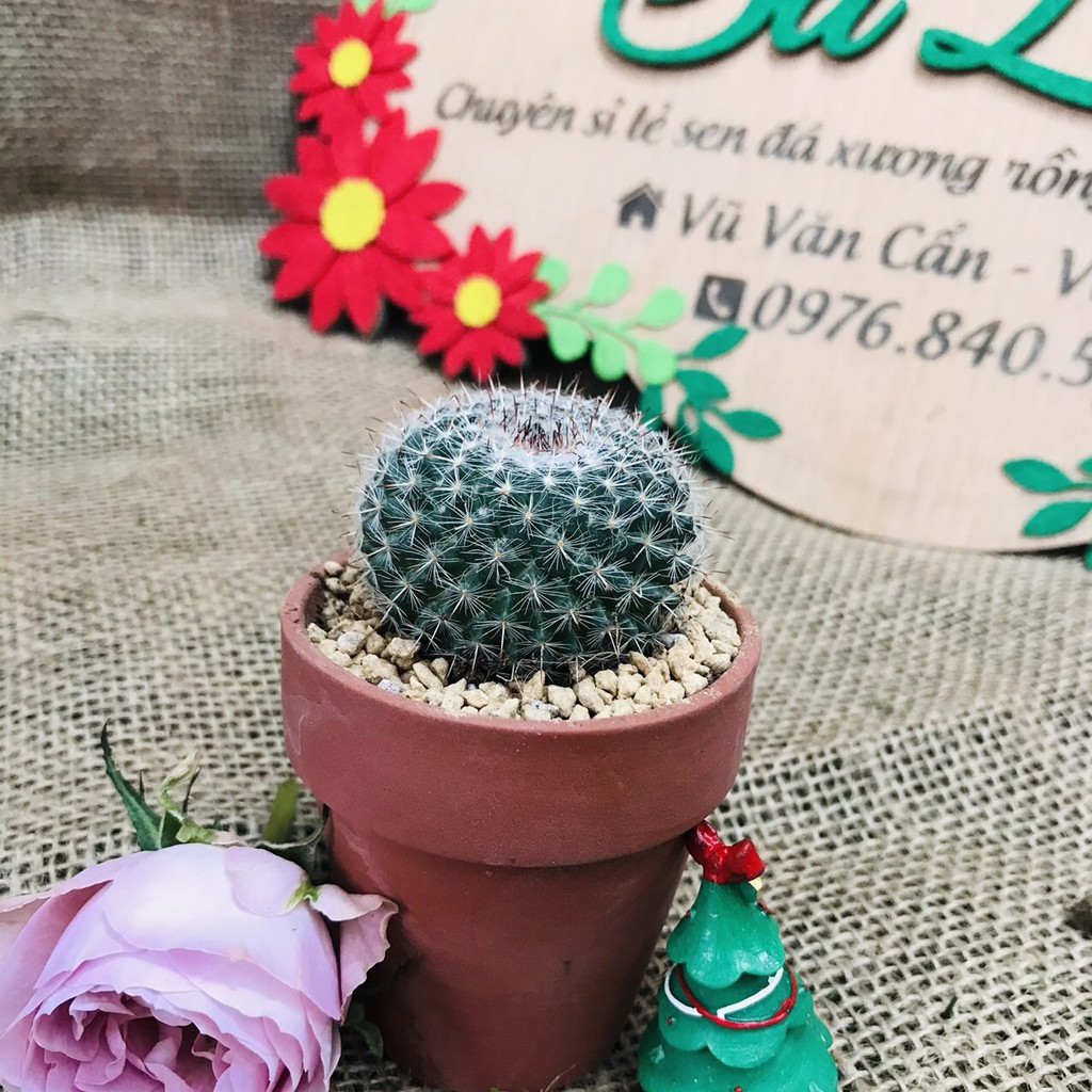 🔥🌵XƯƠNG RỒNG MIX NHIỀU LOẠI🌸, THANH SƠN, TAI THỎ, BÁNH SINH NHẬT, TRỨNG CHIM. ASTER, ECHINO