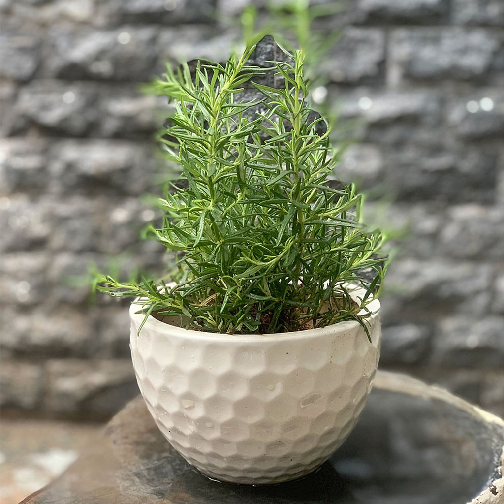 Hạt Giống Hương Thảo Rosemary (50 Hạt) - Dễ Trồng, Gia Vị Thơm, Đuổi Muỗi - MUA 3 TẶNG 1 CÙNG LOẠI