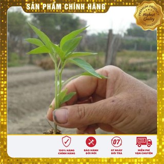 Hạt Giống Ớt Chỉ Địa Thái Lan - 30 hạt