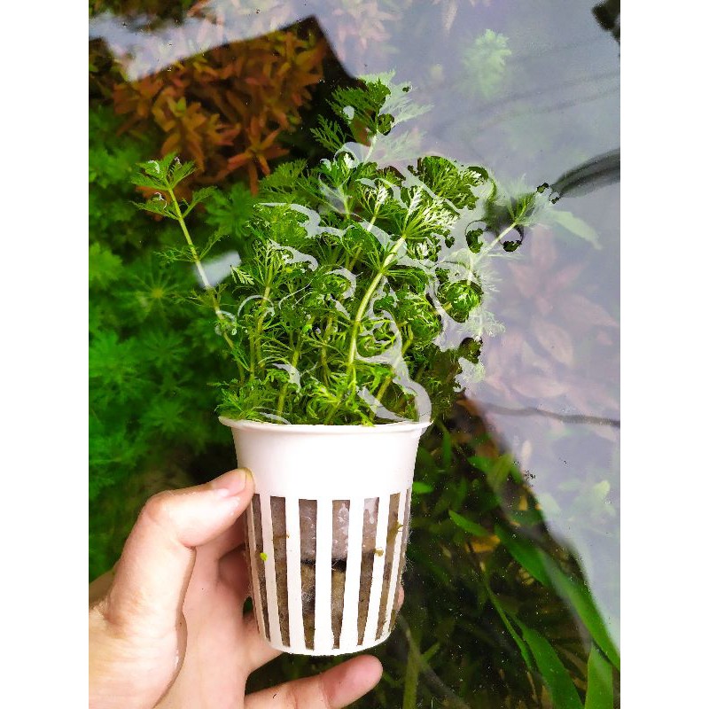Cây thủy sinh Tiểu Bảo Tháp