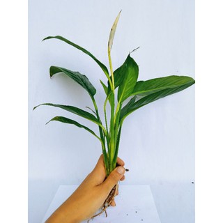 Cây Lan ý chậu để bàn nhiều thân cao hơn 30cm [xem video]