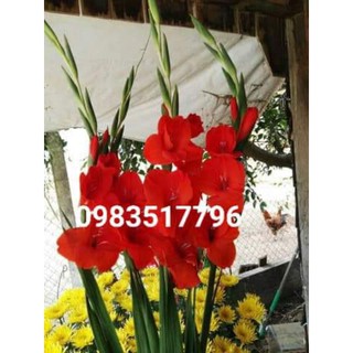hạt giống củ hoa lay ơn nhiều màu