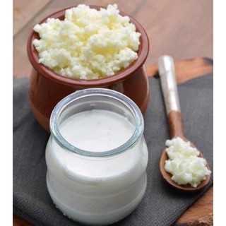 con nấm sữa chua - nấm kefir - nấm sữa hy lạp (sử dụng trọn đời)- có bảo hành khi nấm chết hoặc bất kỳ lý do nào khác