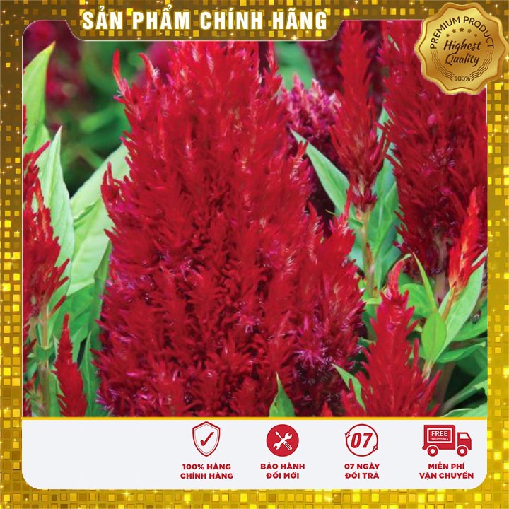 Hạt giống hoa mào gà lửa đỏ (100 hạt)