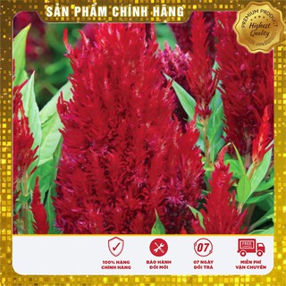 Hạt giống hoa mào gà lửa đỏ (100 hạt)