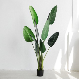 cây chuối cảnh