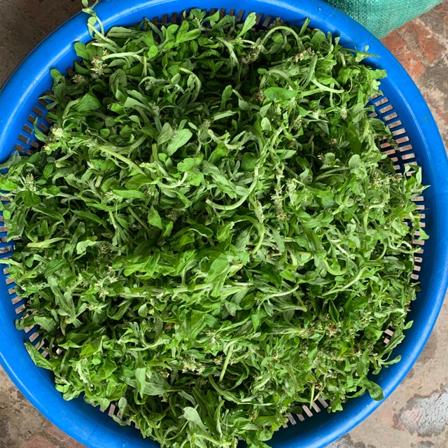 Rau khúc tươi
