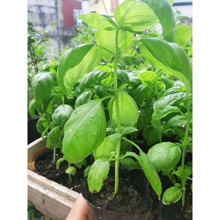 Cây  Húng Tây Sweet Basil