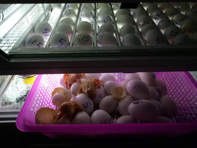 Máy ấp trứng Ánh Dương đảo tự động 50 trứng thùng hợp kim cao cấp