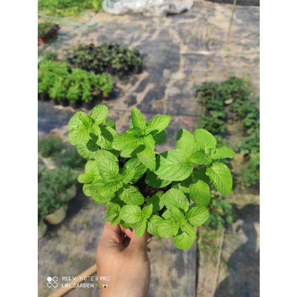 Cây Bạc hà âu, bạc hà pháp.