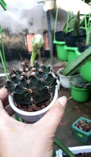 Xương Rồng Gymno