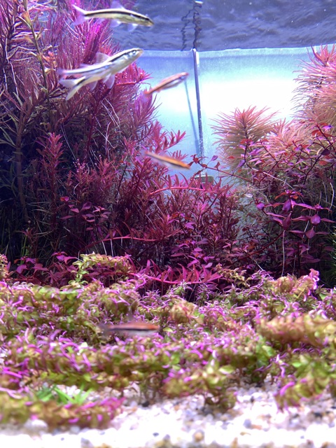 Cây Thủy Sinh Rotala Colorata - 30k/20ngọn