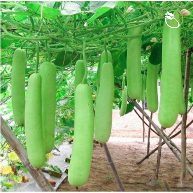 Hạt Giống Bầu Lai F1 King PN-668 - Gói 1g - Hybrid Bottle Gourd