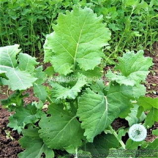 20gr 7000.hạt hạt giống cải kale lá thẳng lùn siberia
