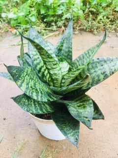 Lưỡi hổ xanh