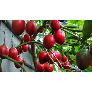 CÂY GIỐNG CÀ CHUA THÂN GỖ